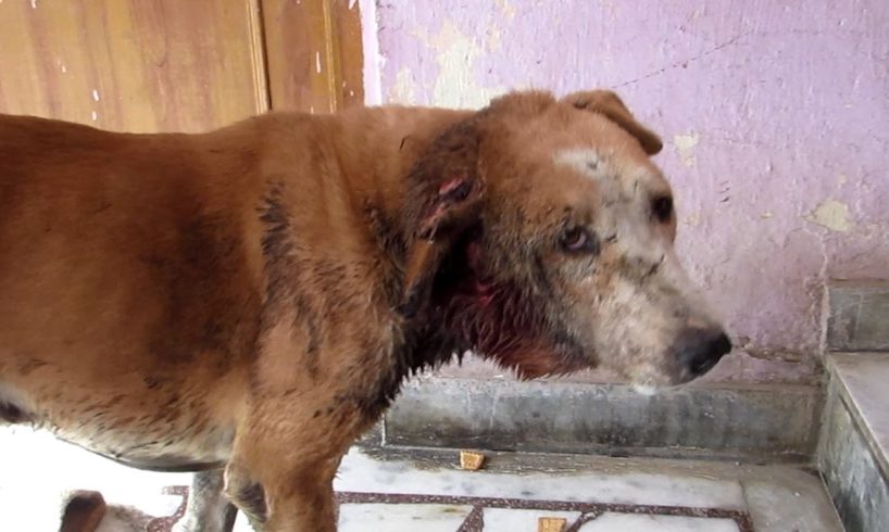 Street dog's ear devoured by flesh-eating worms, rescued