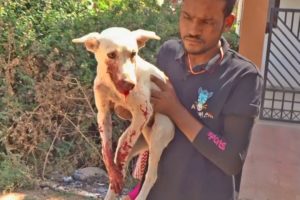 Street pup rescued with broken jaw, smiles at last