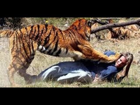Stupid Humans vs Smart Wild Animals