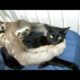 Super WEIRD & CUTE ANIMAL FRIENDSHIPS - I BET you will LAUGH FOR HOURS