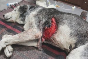 Surgery saves dog with lung perforated and exposed