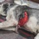 Surgery saves dog with lung perforated and exposed