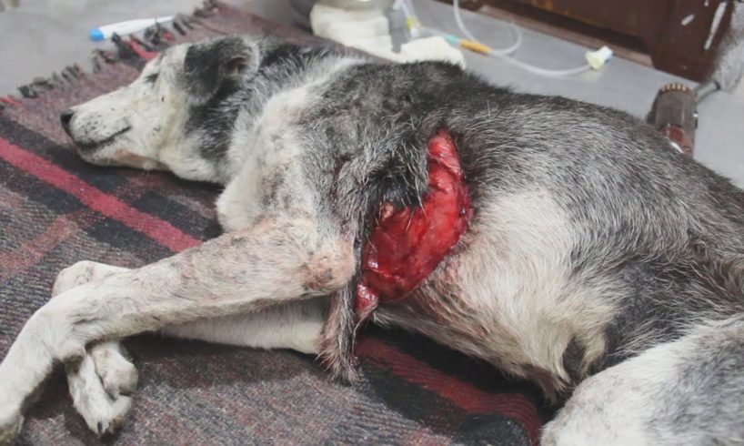 Surgery saves dog with lung perforated and exposed