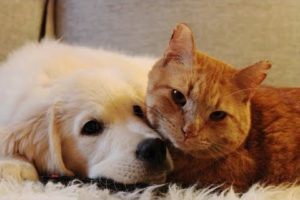 Sweet Friendship between Cats and Golden Retriever Dogs -  Cute dog and cat Videos Compilation