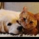 Sweet Friendship between Cats and Golden Retriever Dogs -  Cute dog and cat Videos Compilation
