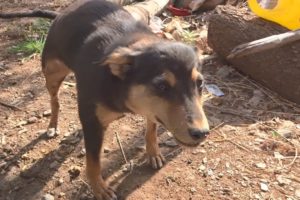 Sweetest puppy blows up like a balloon, rescued from subcutaneous emphysema