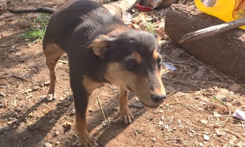 Sweetest puppy blows up like a balloon, rescued from subcutaneous emphysema