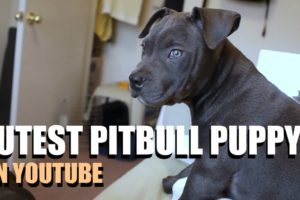 THE CUTEST PITBULL PUPPY ON YOUTUBE