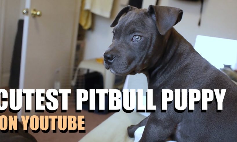 THE CUTEST PITBULL PUPPY ON YOUTUBE