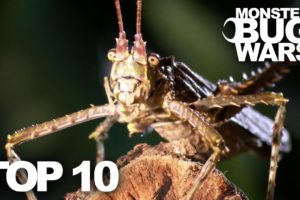 TOP 10 BUG FIGHTS | MONSTER BUG WARS