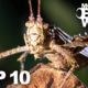 TOP 10 BUG FIGHTS | MONSTER BUG WARS