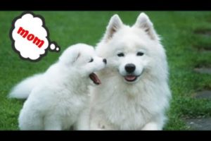 TOP 10 CUTEST PUPPIES COMPILATION 2019 |Cutest puppy ever