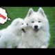 TOP 10 CUTEST PUPPIES COMPILATION 2019 |Cutest puppy ever