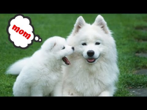 TOP 10 CUTEST PUPPIES COMPILATION 2019 |Cutest puppy ever