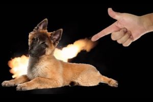 TOP 10 cute animals that were shot with finger guns (dogs cats hamsters tricks)