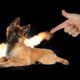 TOP 10 cute animals that were shot with finger guns (dogs cats hamsters tricks)