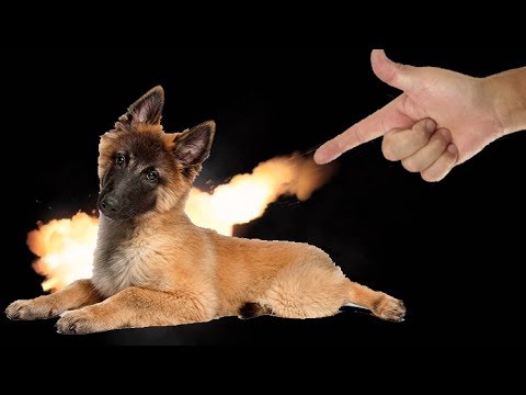 TOP 10 cute animals that were shot with finger guns (dogs cats hamsters tricks)