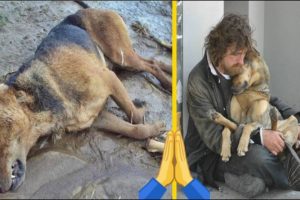 TOP 5 Animal Rescues of #2019 Emotional & Inspiring Rescues (REAL LIFE HEROES!)