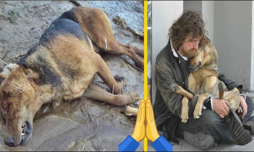 TOP 5 Animal Rescues of #2019 Emotional & Inspiring Rescues (REAL LIFE HEROES!)