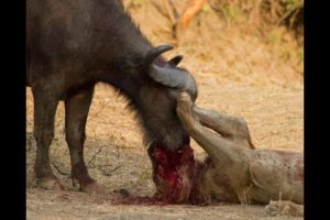 TOP 5 Wild Animal Attack and Animal Fights  !!