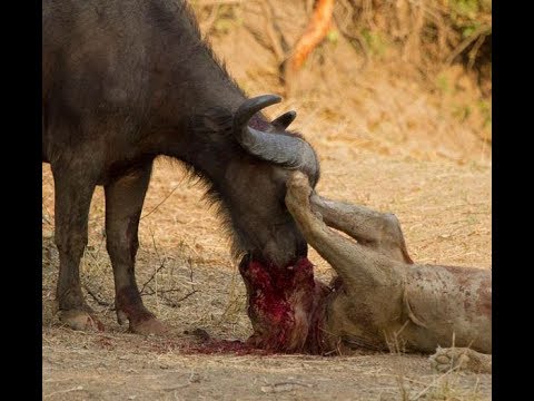 TOP 5 Wild Animal Attack and Animal Fights  !!