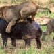 TOP CRAZIEST Animal Fights Caught On Camera - Lion vs Hyenas , buffalo Real Epic Battle !