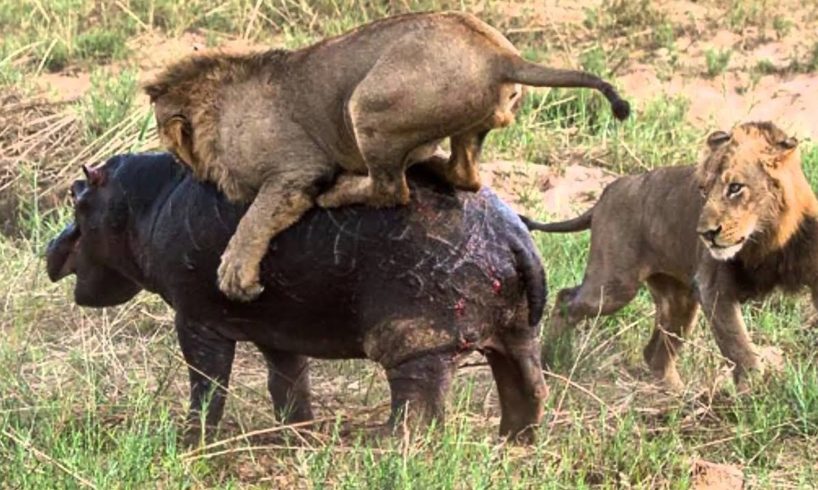 TOP CRAZIEST Animal Fights Caught On Camera - Lion vs Hyenas , buffalo Real Epic Battle !