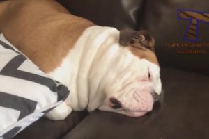 TOP HIGHLIGHTS of FUNNY PUPPIES that will make you LAUGH - Funny DOG compilation