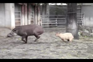 Tapir VS Capybara:Animal Fight