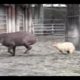 Tapir VS Capybara:Animal Fight
