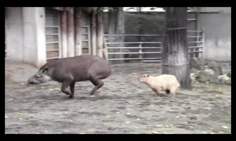 Tapir VS Capybara:Animal Fight