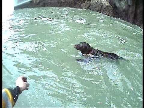 Tenby lifeboat crew rescue dog after cliff fall