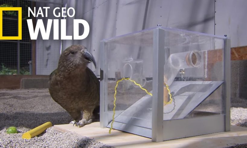 That's One Smart Bird | Animal All-Stars