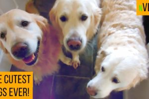 The CUTEST Puppies in the UNIVERSE #vlog #dogs #drinks #fun