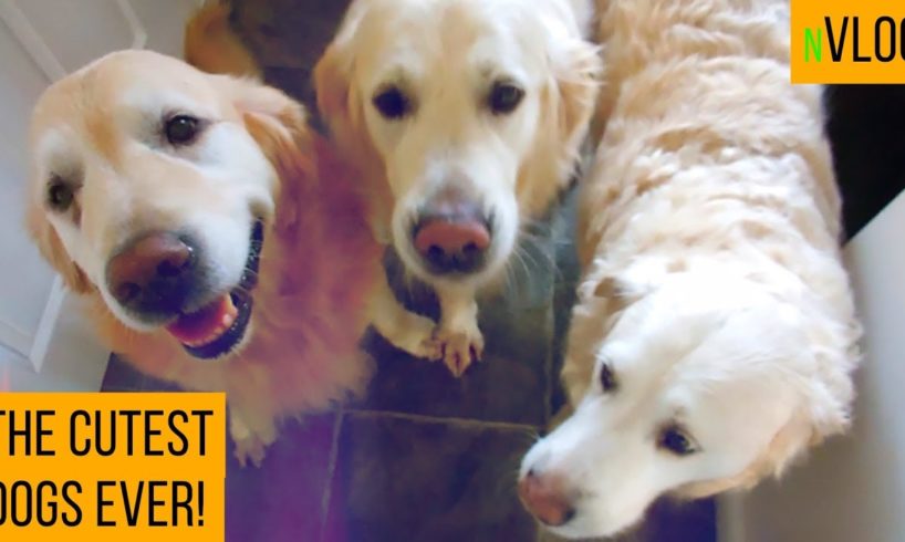 The CUTEST Puppies in the UNIVERSE #vlog #dogs #drinks #fun