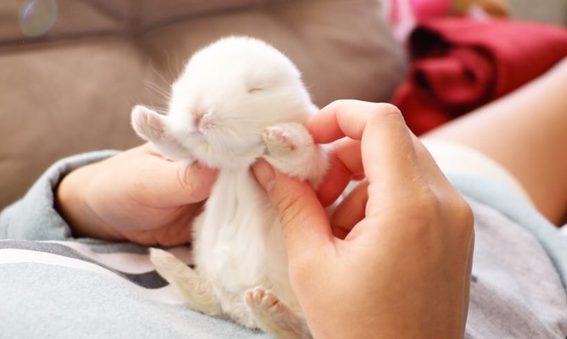 The Cutest Baby Bunny Rabbit Compilation EVER