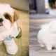 The Cutest Puppies Ever Video Compilation 2019