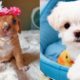 The Cutest Puppies Video Compilation - Cute Puppies Ever