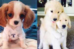 The Cutest Puppies Videos Compilation - Cute Puppies Ever