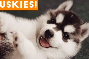 The Funniest and Cutest Husky Compilation of 2018 | Funny Pet Videos