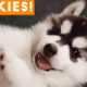 The Funniest and Cutest Husky Compilation of 2018 | Funny Pet Videos