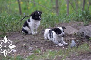 The Puppies of Chernobyl