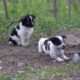 The Puppies of Chernobyl