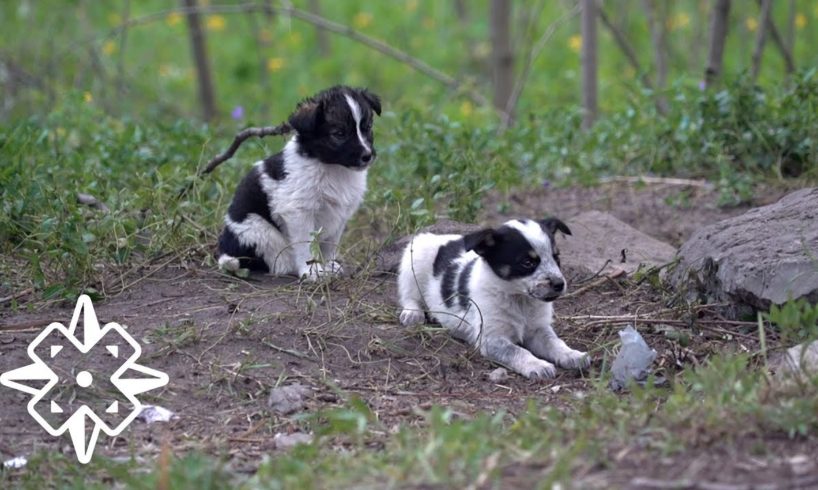 The Puppies of Chernobyl