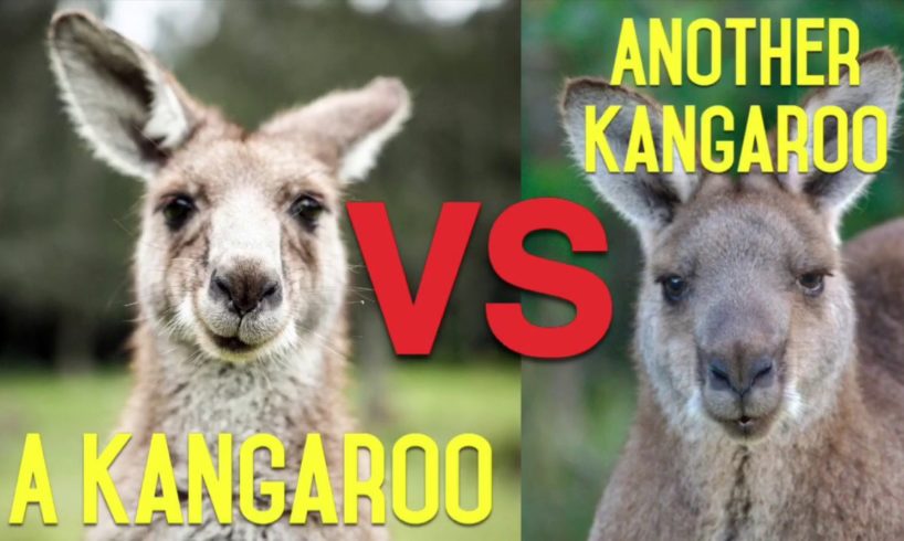 The Ultimate Animal Fighting Championships (Ramsey Dewey narrates wild animal fights)
