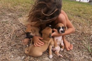 The cutest boxer baby puppies