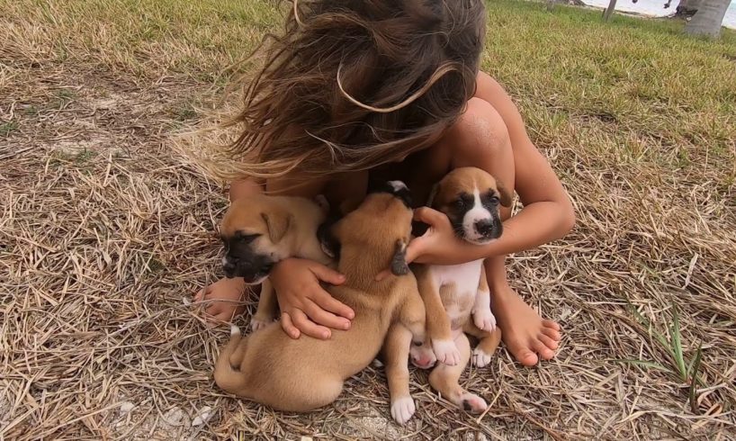 The cutest boxer baby puppies