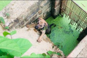 The heartbreaking story of saving the poor dog fell into a deep pond...The story touched the heart