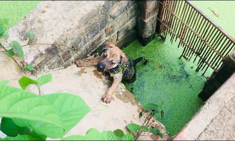 The heartbreaking story of saving the poor dog fell into a deep pond...The story touched the heart