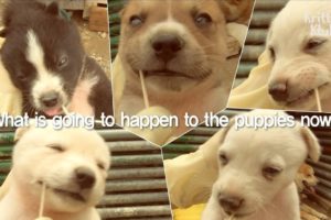 These Cute Puppies Have Two Different Fathers | Kritter Klub